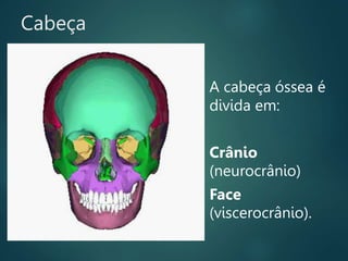 A cabeça óssea é
divida em:
Crânio
(neurocrânio)
Face
(viscerocrânio).
Cabeça
 