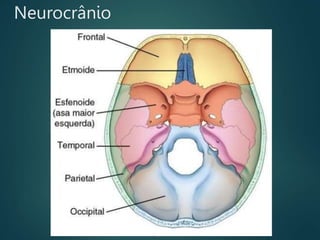 Neurocrânio
 