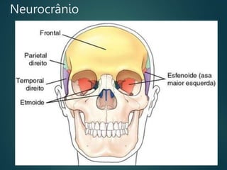 Neurocrânio
 