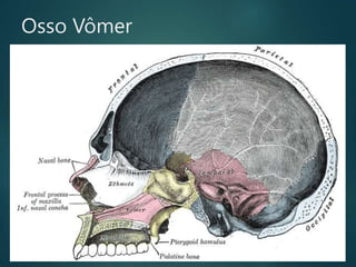 Osso Vômer
 