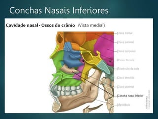 Conchas Nasais Inferiores
 