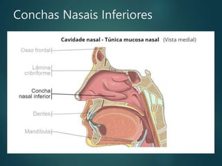 Conchas Nasais Inferiores
 