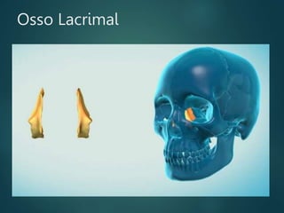 Osso Lacrimal
 