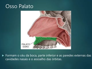 Osso Palato
 Formam o céu da boca, parte inferior e as paredes externas das
cavidades nasais e o assoalho das órbitas.
 