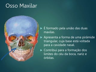 Osso Maxilar
 É formado pela união das duas
maxilas.
 Apresenta a forma de uma pirâmide
triangular, cuja base está voltada
para a cavidade nasal.
 Contribui para a formação dos
limites do céu da boca, nariz e
órbitas.
 