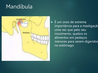  É um osso de extrema
importância para a mastigação
uma vez que pelo seu
movimento, quebra os
alimentos em pedaços
menores para serem digeridos
no estômago.
Mandíbula
 