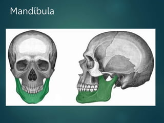 Mandíbula
 