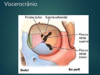 Viscerocrânio
 