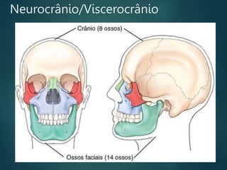 Neurocrânio/Viscerocrânio
 