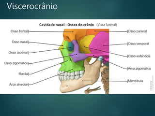 Viscerocrânio
 