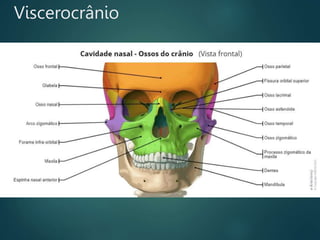 Viscerocrânio
 