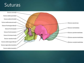 Suturas
 
