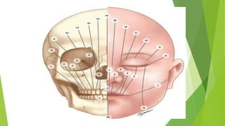 Craniofacial clefts part 2 [Autosaved]_124225.pptx