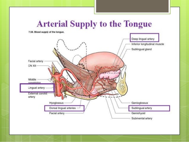 arteries of the face