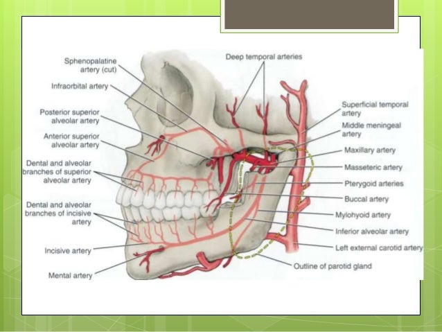 differential diagnosis of diseases of the oral mucosa
