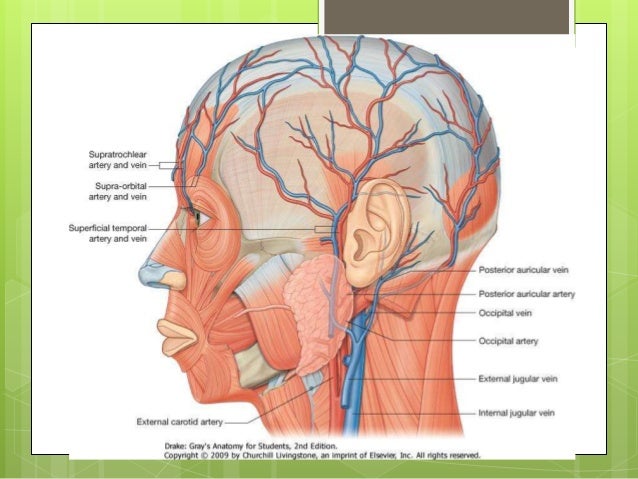 arteries of the face