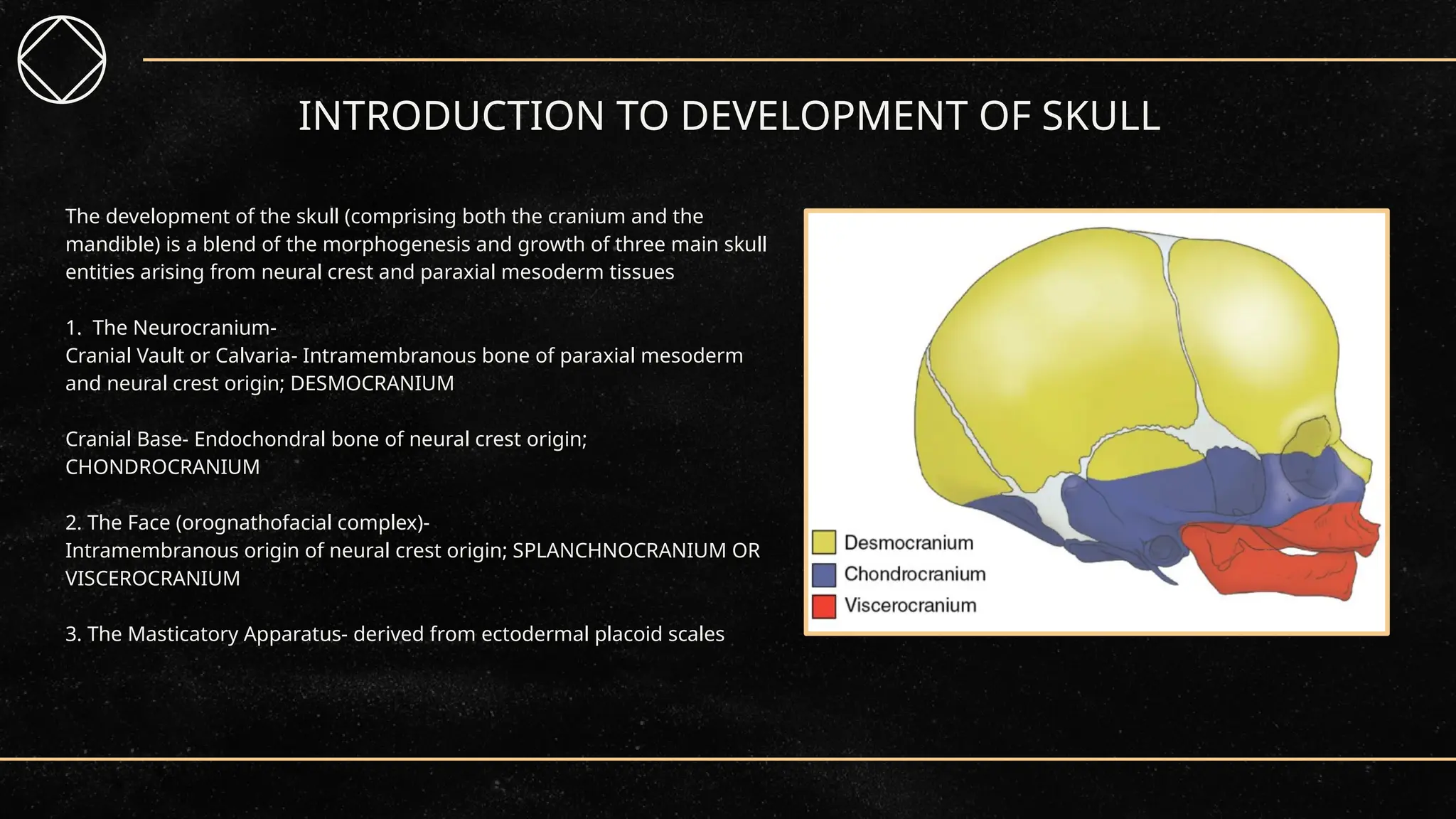 CRANIOFACIAL DEVELOPMENT OF SKULL AND CRANIUM pptx