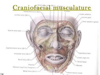 Craniofacial musculature
www.indiandentalacademy.comwww.indiandentalacademy.com
 
