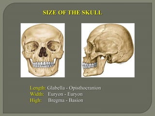 Length: Glabella - Opisthocranion
Width: Euryon - Euryon
High: Bregma - Basion
SIZE OF THE SKULL
 