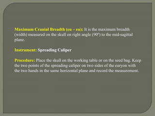 Maximum Cranial Breadth (eu – eu): It is the maximum breadth
(width) measured on the skull on right angle (90º) to the mid-sagittal
plane.
Instrument: Spreading Caliper
Procedure: Place the skull on the working table or on the seed bag. Keep
the two points of the spreading caliper on two sides of the euryon with
the two hands in the same horizontal plane and record the measurement.
 