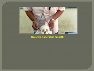 Recording of cranial breadth
 