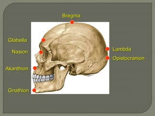 Glabella
Nasion
Akanthion
Gnathion
Bregma
Lambda
Opistocranion
 