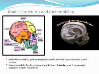introduction to craniosacral therapy - basics | PPT