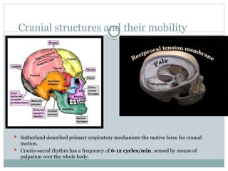 Craniosacral therapy | PPT