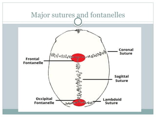 Major sutures and fontanelles
 