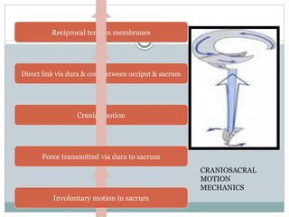Reciprocal tension membranes
Direct link via dura & cord between occiput & sacrum
Cranial motion
Force transmitted via dura to sacrum
Involuntary motion in sacrum
CRANIOSACRAL
MOTION
MECHANICS
 