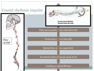 Cranial rhythmic impulse
Falx moves posteriorly and inferiorly
Tentorium drawn laterally
Spinal dura moves superiorly
At anterior face of sacral canal at S2
Leading to spinal flexion
Flow
of CSF
 