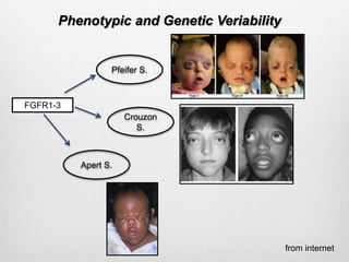 Phenotypic and Genetic Veriability
FGFR1-3
Pfeifer S.
Crouzon
S.
Apert S.
from internet
 