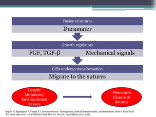 Cells undergo transformation
Migrate to the sutures
Growth regulators
FGF, TGF-β Mechanical signals
Fusion of sutures
Duramater
Genetic
Mutations/
Environmental
causes
Premature
Closure of
Sutures
Kajdic N, Spazzapan P, Velnar T. Craniosynostosis - Recognition, clinical characteristics, and treatment. Bosn J Basic Med
Sci. 2018;18(2):110-116. Published 2018 May 20. doi:10.17305/bjbms.2017.2083
 