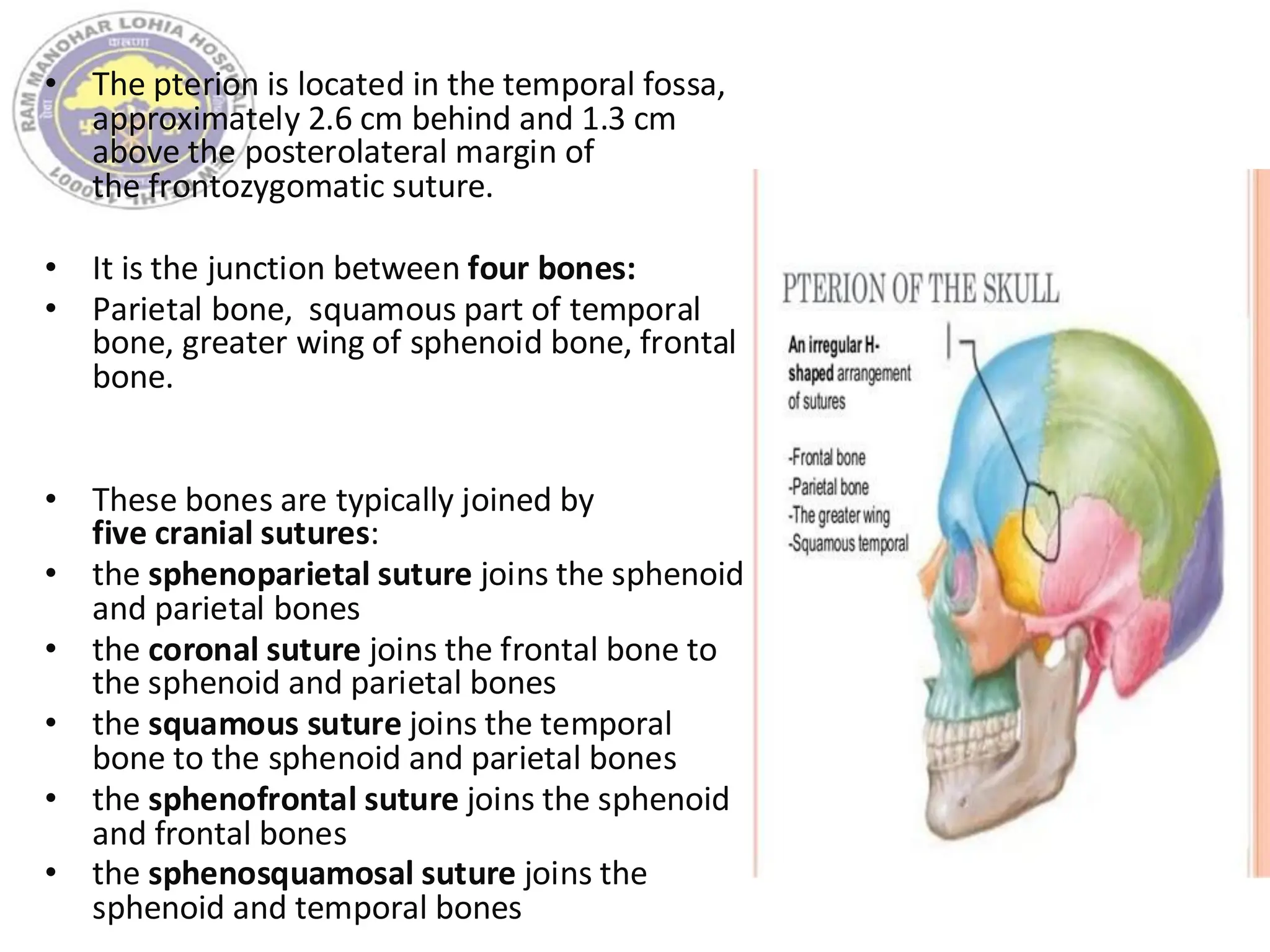 • The pterion is located in the temporal fossa,
approximately 2.6 cm behind and 1.3 cm
above the posterolateral margin of
the frontozygomatic suture.
• It is the junction between four bones:
• Parietal bone, squamous part of temporal
bone, greater wing of sphenoid bone, frontal
bone.
• These bones are typically joined by
five cranial sutures:
• the sphenoparietal suture joins the sphenoid
and parietal bones
• the coronal suture joins the frontal bone to
the sphenoid and parietal bones
• the squamous suture joins the temporal
bone to the sphenoid and parietal bones
• the sphenofrontal suture joins the sphenoid
and frontal bones
• the sphenosquamosal suture joins the
sphenoid and temporal bones
 