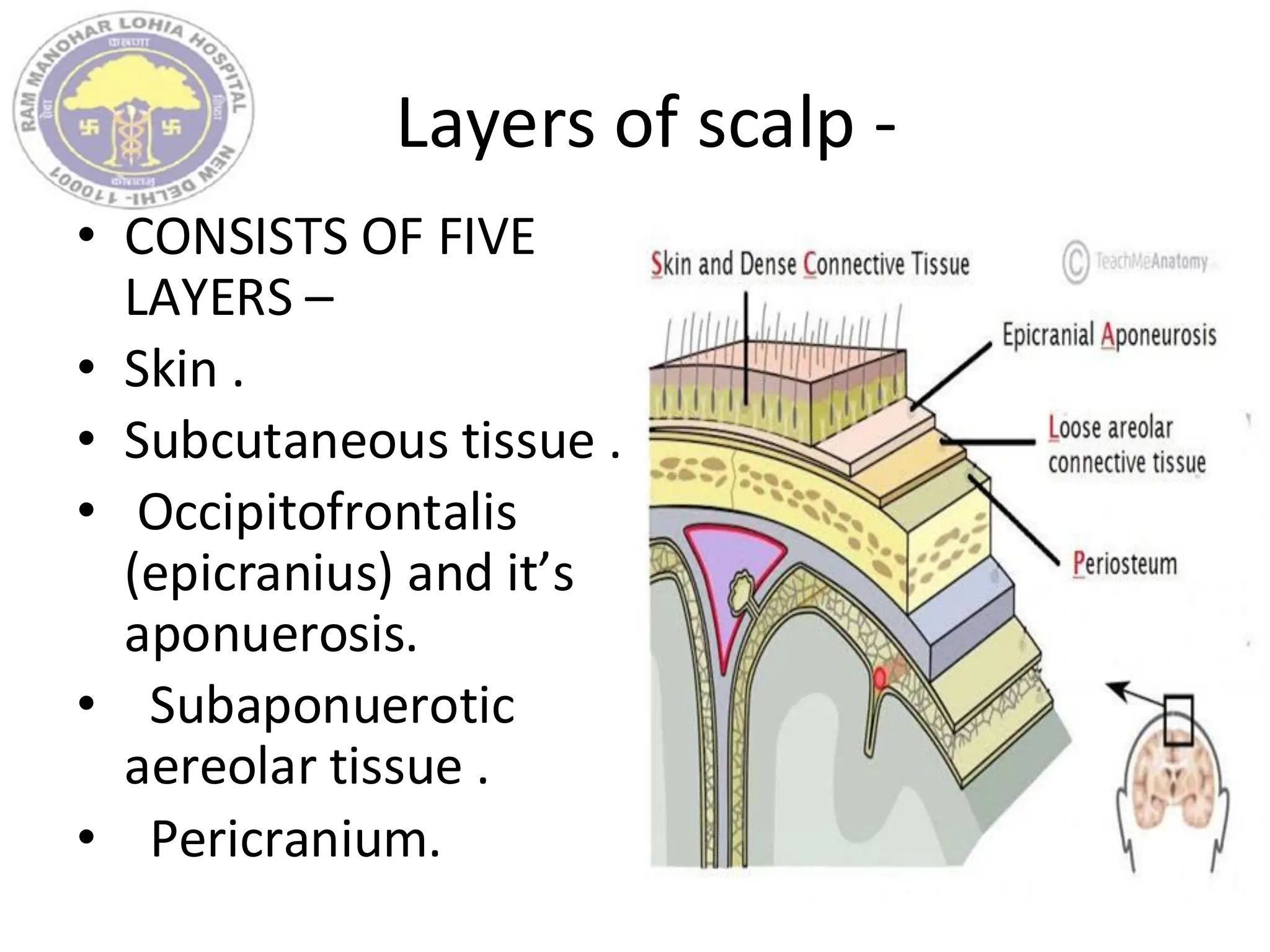 Layers of scalp -
• CONSISTS OF FIVE
LAYERS –
• Skin .
• Subcutaneous tissue .
• Occipitofrontalis
(epicranius) and it’s
aponuerosis.
• Subaponuerotic
aereolar tissue .
• Pericranium.
 