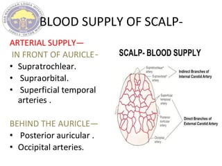 BLOOD SUPPLY OF SCALP-
ARTERIAL SUPPLY—
IN FRONT OF AURICLE—
• Supratrochlear.
• Supraorbital.
• Superficial temporal
arteries .
BEHIND THE AURICLE—
• Posterior auricular .
• Occipital arteries.
 