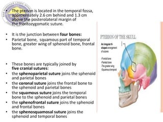 • The pterion is located in the temporal fossa,
approximately 2.6 cm behind and 1.3 cm
above the posterolateral margin of
the frontozygomatic suture.
• It is the junction between four bones:
• Parietal bone, squamous part of temporal
bone, greater wing of sphenoid bone, frontal
bone.
• These bones are typically joined by
five cranial sutures:
• the sphenoparietal suture joins the sphenoid
and parietal bones
• the coronal suture joins the frontal bone to
the sphenoid and parietal bones
• the squamous suture joins the temporal
bone to the sphenoid and parietal bones
• the sphenofrontal suture joins the sphenoid
and frontal bones
• the sphenosquamosal suture joins the
sphenoid and temporal bones
 