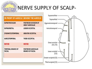 NERVE SUPPLY OF SCALP-
 