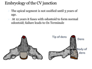 Embryology of the CV junction
 The apical segment is not ossified until 3 years of
age.
 At 12 years it fuses with odontoid to form normal
odontoid; failure leads to Os Terminale
Tip of dens
Body of
dens
Dens
 