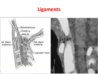 Ligaments
 