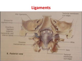 Ligaments
 