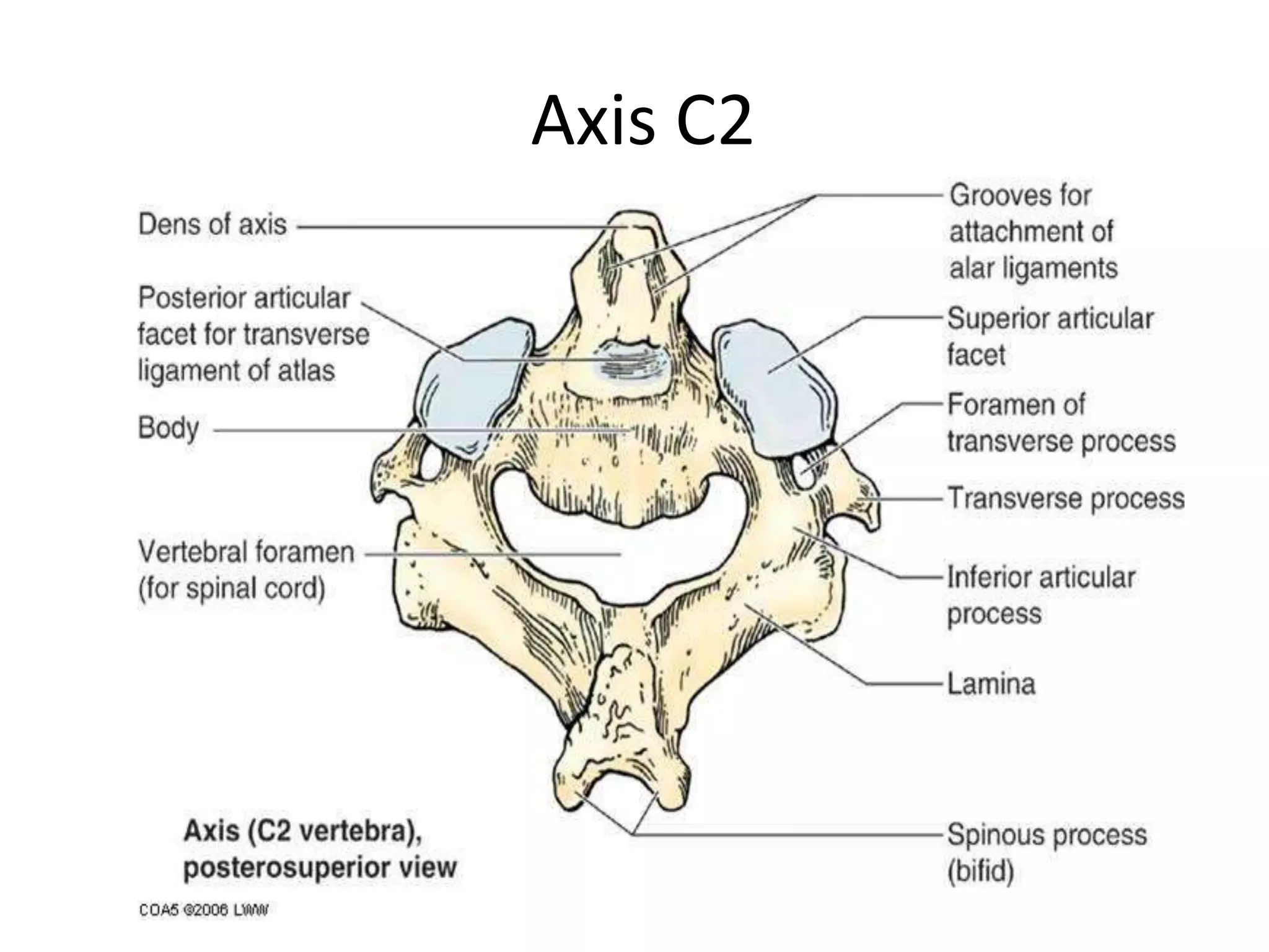 Craniovertebral junction cvj embryology | PPTX