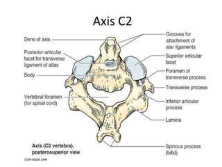 Craniovertebral junction cvj embryology | PPTX