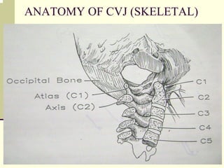 ANATOMY OF CVJ (SKELETAL)
 