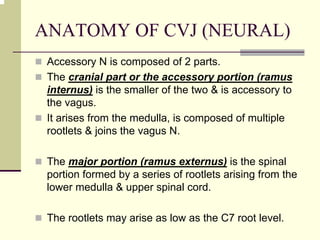 ANATOMY OF CVJ (NEURAL)
Accessory N is composed of 2 parts.
The cranial part or the accessory portion (ramus
internus) is the smaller of the two & is accessory to
the vagus.
It arises from the medulla, is composed of multiple
rootlets & joins the vagus N.
The major portion (ramus externus) is the spinal
portion formed by a series of rootlets arising from the
lower medulla & upper spinal cord.
The rootlets may arise as low as the C7 root level.
 
