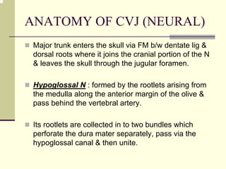 ANATOMY OF CVJ (NEURAL)
Major trunk enters the skull via FM b/w dentate lig &
dorsal roots where it joins the cranial portion of the N
& leaves the skull through the jugular foramen.
Hypoglossal N : formed by the rootlets arising from
the medulla along the anterior margin of the olive &
pass behind the vertebral artery.
Its rootlets are collected in to two bundles which
perforate the dura mater separately, pass via the
hypoglossal canal & then unite.
 