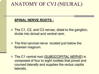 ANATOMY OF CVJ (NEURAL)
SPINAL NERVE ROOTS :
The C1, C2, and C3 nerves, distal to the ganglion,
divide into dorsal and ventral rami.
The first cervical nerve located just below the
foramen magnum.
The C1 ventral root (SUBOCCIPITAL NERVE) is
composed of four to eight rootlets that joined and
coursed laterally and supplies the rectus capitis
lateralis.
 