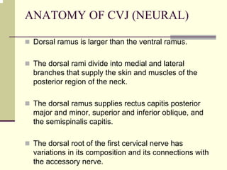 ANATOMY OF CVJ (NEURAL)
Dorsal ramus is larger than the ventral ramus.
The dorsal rami divide into medial and lateral
branches that supply the skin and muscles of the
posterior region of the neck.
The dorsal ramus supplies rectus capitis posterior
major and minor, superior and inferior oblique, and
the semispinalis capitis.
The dorsal root of the first cervical nerve has
variations in its composition and its connections with
the accessory nerve.
 