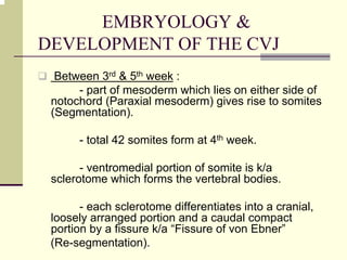 EMBRYOLOGY &
DEVELOPMENT OF THE CVJ
Between 3rd & 5th week :
- part of mesoderm which lies on either side of
notochord (Paraxial mesoderm) gives rise to somites
(Segmentation).
- total 42 somites form at 4th week.
- ventromedial portion of somite is k/a
sclerotome which forms the vertebral bodies.
- each sclerotome differentiates into a cranial,
loosely arranged portion and a caudal compact
portion by a fissure k/a “Fissure of von Ebner”
(Re-segmentation).
 