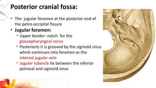 Posterior cranial fossa:
• The jugular foramen at the posterior end of
the petro-occipital fissure
• Jugular foramen:
* Upper border- notch for the
glossopharyngeal nerve
* Posteriorly it is grooved by the sigmoid sinus
which continues into foramen as the
internal jugular vein
* Jugular tubercle lie between the inferior
petrosal and sigmoid sinus
 
